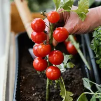 Tomat ceri tumbuh subur di pot dan produktif. Cukup dengan sinar matahari, hasilnya melimpah. (Foto dok: Freepik/jcomp).