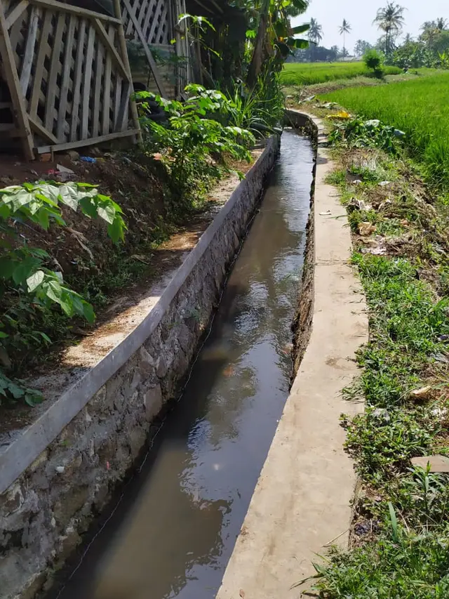 Kegiatan Rehabilitasi Jaringan Irigasi Tersier (RJIT) yang dilakukan Ditjen Prasarana dan Sarana Pertanian (PSP) Kementerian Pertanian di Cianjur Jawa Barat, berdampak positif.