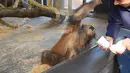 Seekor Orangutan yang menjadi koleksi kebun binatang di Amerika Serikat membuka mulutnya lebar-lebar dan berguling ke belakang setelah menyaksikan sebuah trik sulap sederhana yang dilakukan salah seorang pengunjung. (dailymail.co.uk)