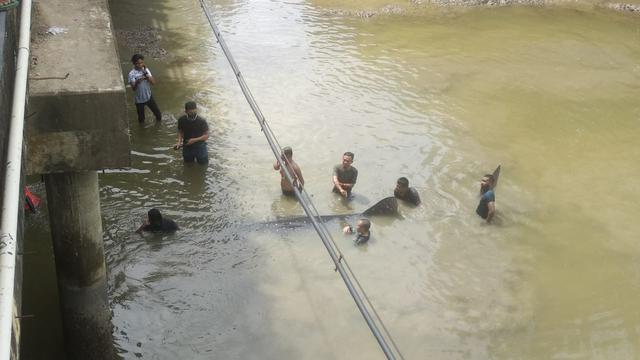 Warga yang berusaha mengevakuasi hiu paus kembali ke laut.(Liputan6.com/Ahmad Akbar Fua)