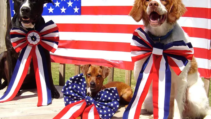 Momen 4 Juli, Anjing-anjing Lucu Juga Ikutan Merayakannya