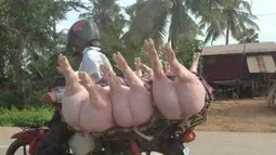 Kuat sekali motor dan pengendaranya, hingga sanggup membawa tiga babi besar sekaligus. (Source: otosia.com)