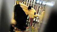 Sedang Pacaran...6 Fakta Menarik Panda yang Datang ke Indonesia