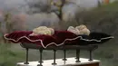 Jamur Truffle ditampilkan sebelum lelang internasional di Istana Grinzane, Italia, Minggu (13/11). Penampilannya memang tidak menarik, tetapi truffle tercatat sebagai jamur termahal di dunia saat ini. (REUTERS/Stefano Rellandini)