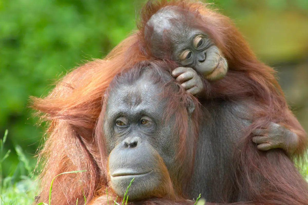 Ilustrasi orang utan