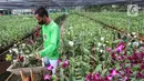 Pekerja menyortir pohon Angrek Jenis Dendrodium yang sudah berbunga untuk dipasarkan di tempat pengembangan anggrek Gino Nursery, Kaliurang, Bogor, Selasa (4/1/2021). Anggrek yang sudah berbunga dijual kisaran harga dari 30 ribu rupiah hingga mencapai jutaan rupiah. (Liputan6.com/Johan Tallo)