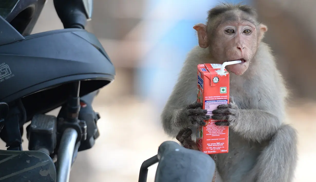 Seekor monyet minum jus kotak selama musim panas di Guindy Children's Park di Chennai, India (10/6/2019). Gelombang panas yang menyapu bagian utara dan barat India dengan suhu maksimum melonjak hingga 48 derajat Celcius ( 118 F) membuat para monyet kepanasan. (AFP Photo/Arun Sankar)
