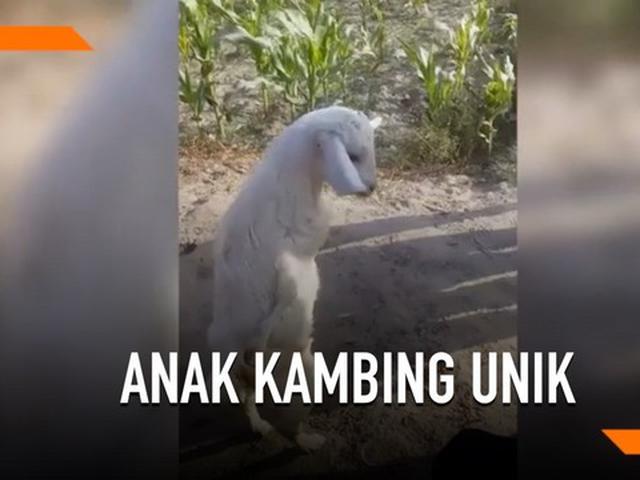 Video Terlahir Lumpuh Anak Kambing Berjalan Seperti Manusia Citizen6 Liputan6 Com