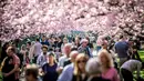 Suasana ketika pengunjung berjalan di bawah pohon sakura yang mekar di Pemakaman Bispebjerg, Kopenhagen, Jerman,  Jumat (20/4). Taman masih menjadi pilihan masyarakat Jerman untuk mengisi musim semi. (Mads Claus Rasmussen/Ritzau Scanpix via AP)