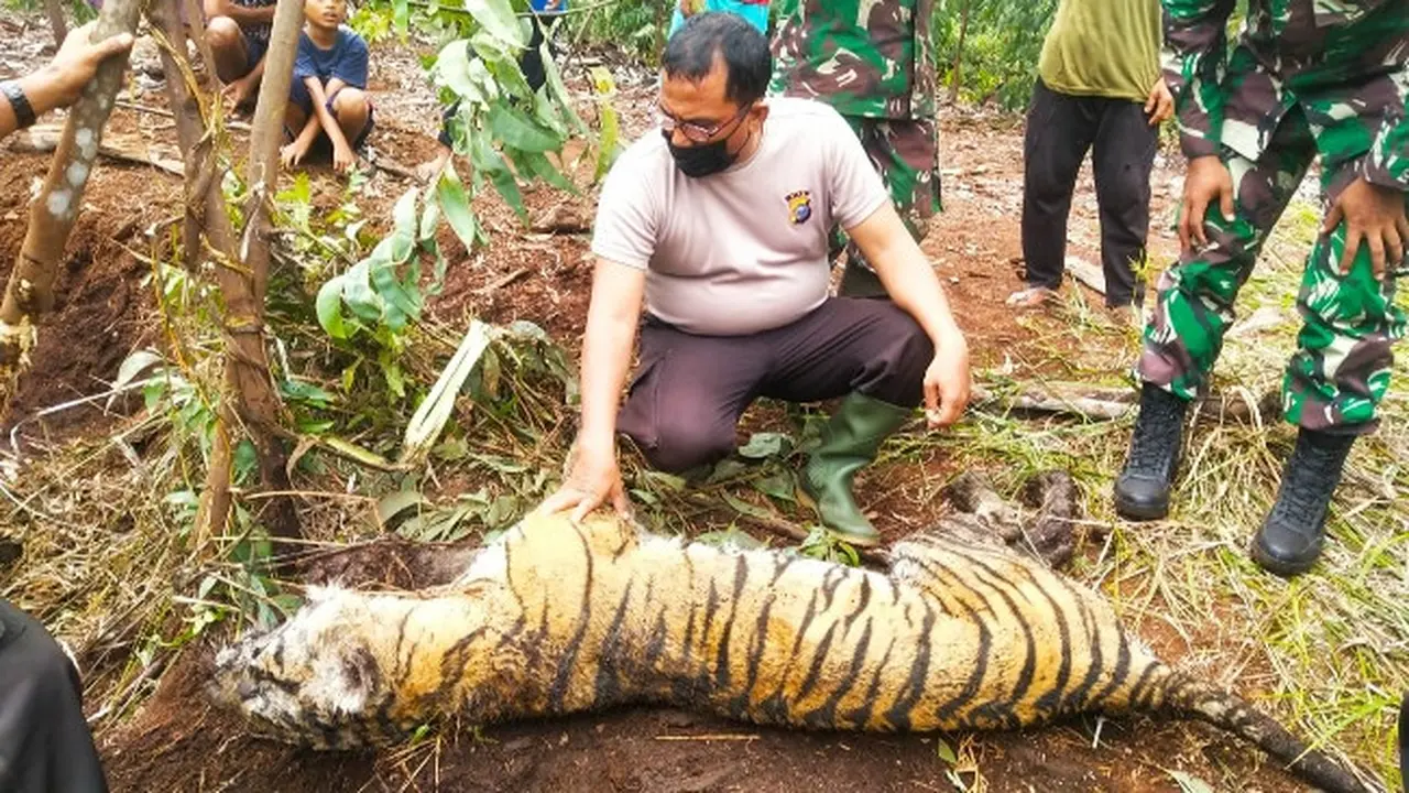Harimau sumatra mati di Kabupaten Bengkalis karena terjerat.
