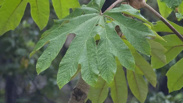 Tetrapanax