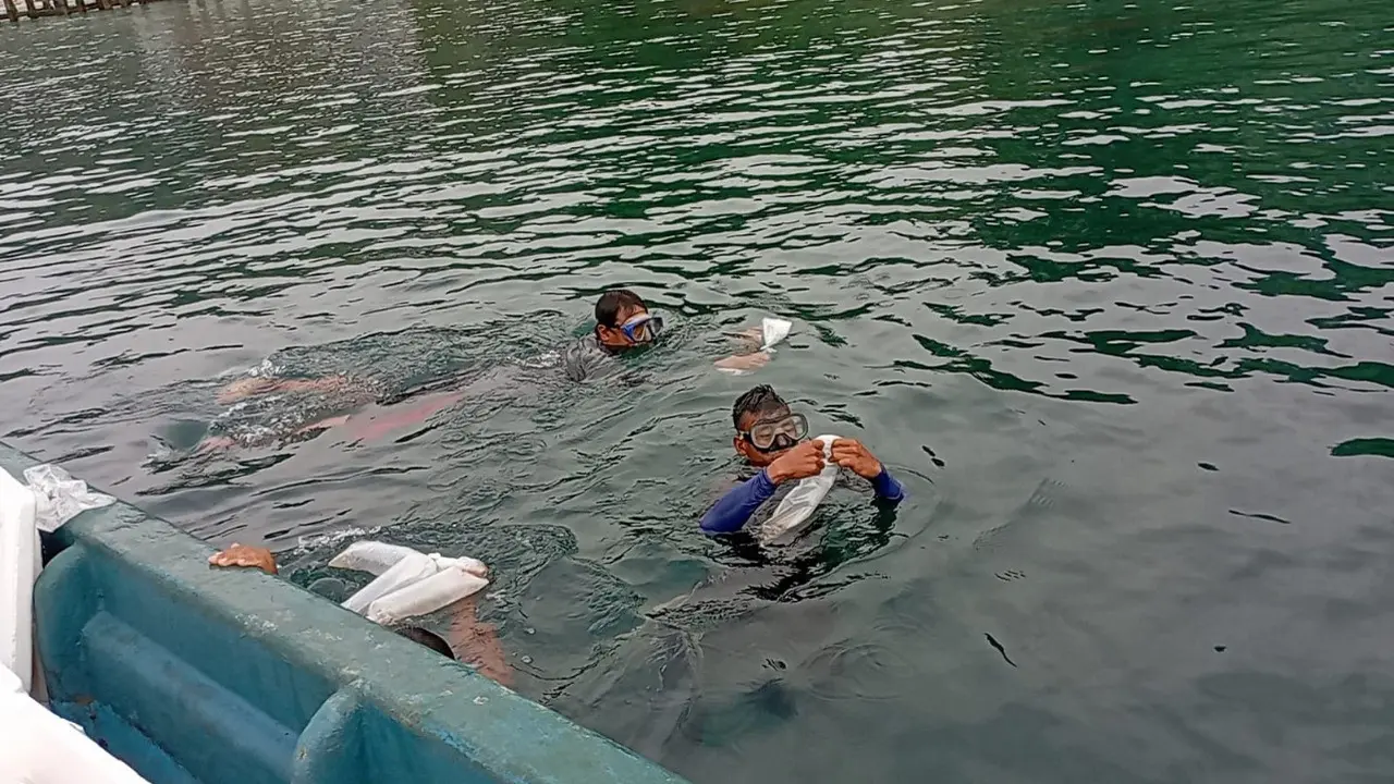 Kementerian Kelautan dan Perikanan melepasliarkan 115.860 benih bening lobster sitaan. Pelepasan dilakukan di perairan Pesawaran, Lampung.