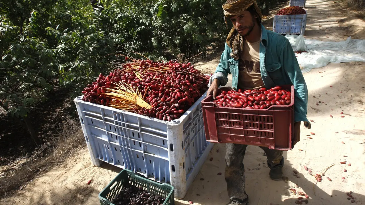 Ilustrasi petani Palestinasi di Jalur Gaza (AFP/Said Khatib)