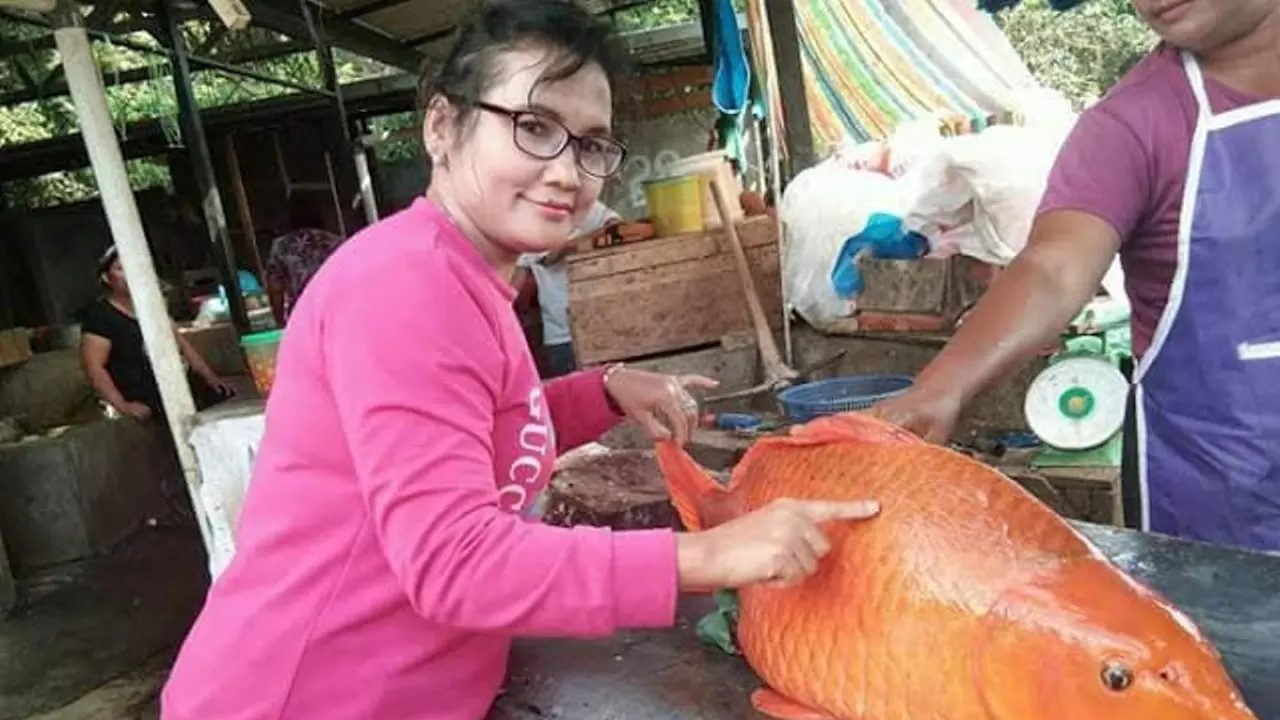 [Bintang] Ikan Mas