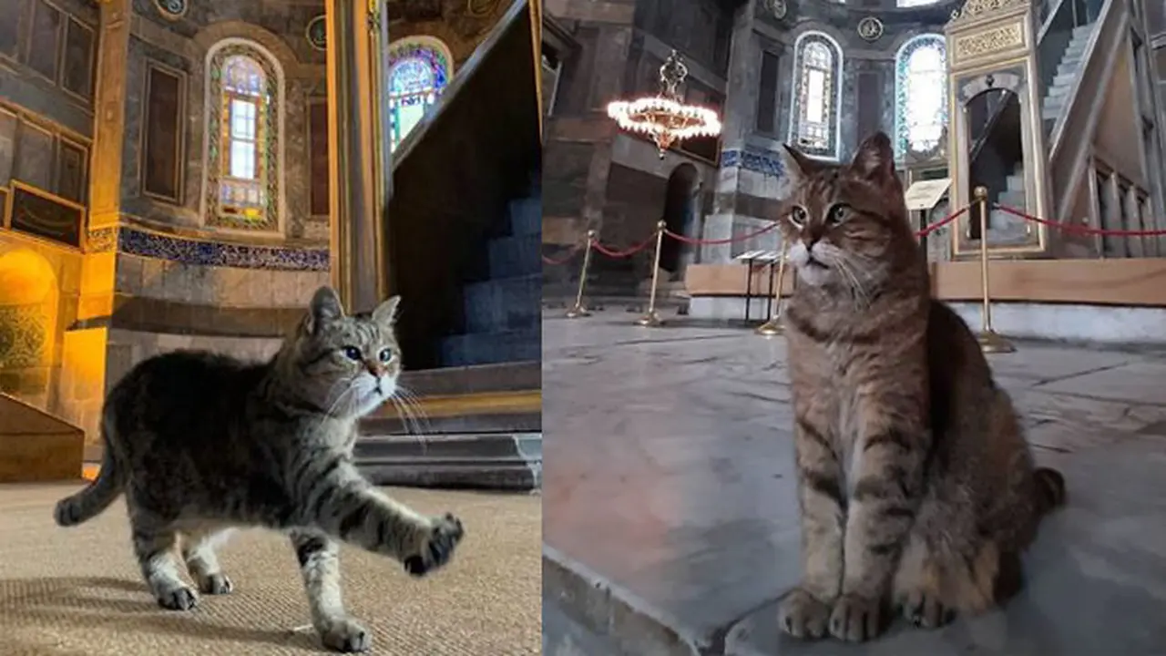 Kenalkan Gli, Kucing Penghuni Hagia Sophia Selama 17 Tahun