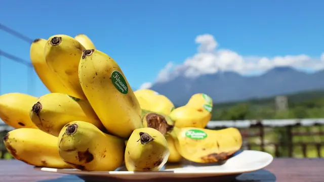 Pisang mas Kirana dapatkan sertifikat Internasional (Istimewa)