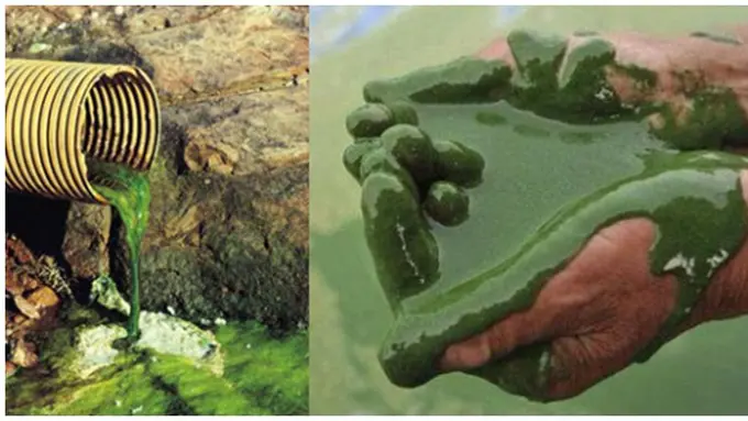 Foto: copyright rocketnews24.com