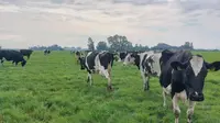 Peternakan sapi di Belanda. (Liputan6.com/ ist)