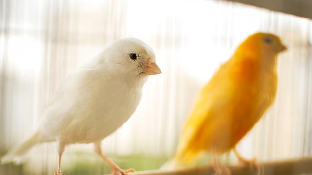 Ilustrasi Burung Kenari