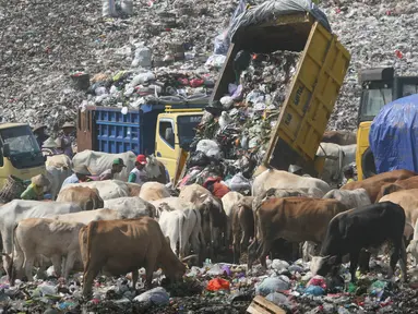 Sejumlah pemulung mengumpulkan sampah bersama dengan puluhan ekor sapi di TPA Piyungan, Yogyakarta, Sabtu (11/6). Sapi di TPA tersebut tidak layak di konsumsi karena memiliki kandungan logam yang tinggi. (Liputan6.com/Boy Harjanto)