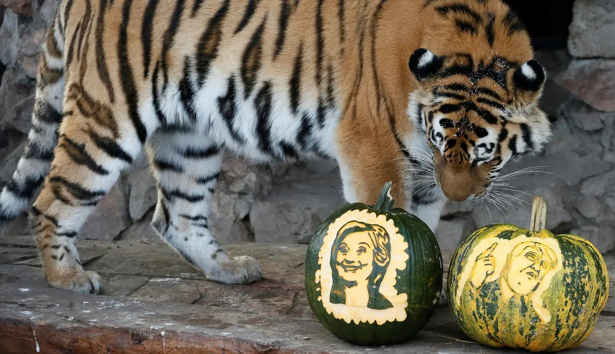 Harimau bernama Yunona sedang mengamati labu berukir calon Presiden AS di kebun binatang Royev Ruchey di Krasnoyarsk, Rusia, Senin (7/11). Yunona akan meramal siapa yang akan menjadi Presiden AS nanti. (REUTERS/Ilya Naymushin)
