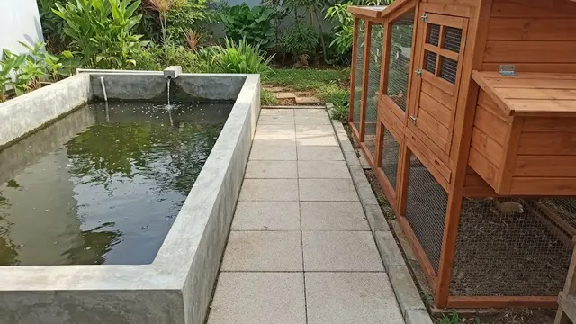 Beri Jarak antara Kolam Lele dan Kandang Ayam