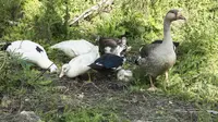 Amerika Serikat Laporkan Kasus Flu Burung H5N5 Pertama pada Manusia, Epidemiolog: Harus Jadi Sinyal Kewaspadaan Tinggi