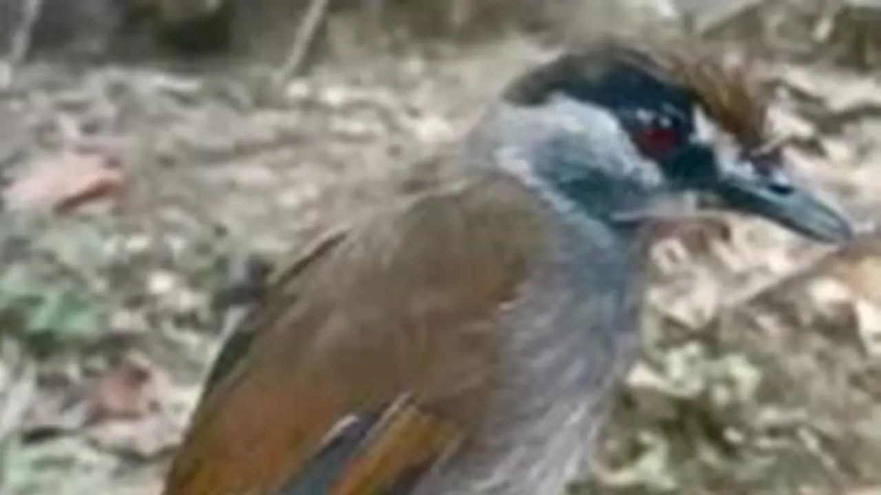 Burung Pelanduk