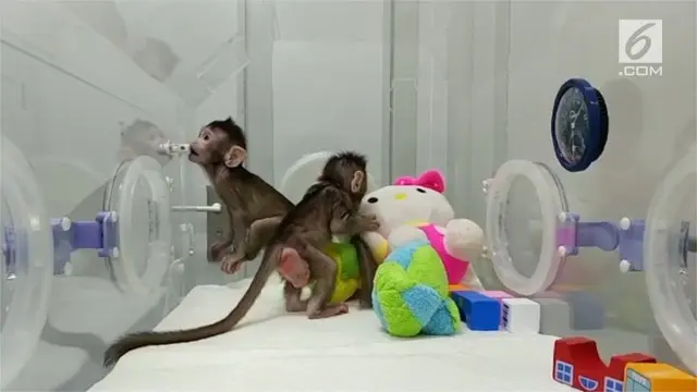Ilmuwan di Chinese Academy of Sciences Intitute of Neuroscience berhasil membuat kloning primata pertama dari sel non-embrio.