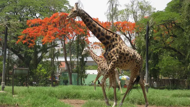 Sri Chamarajendra Zoological Gardens