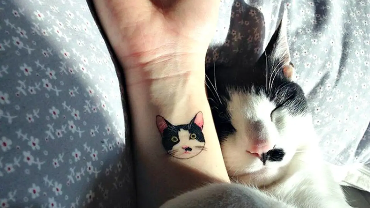 Melanggar Hukum Demi Cinta Kepada Kucing