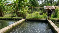 Cara Budidaya Ikan Mujair di Kolam Tembok, Panduan untuk Hasil Optimal