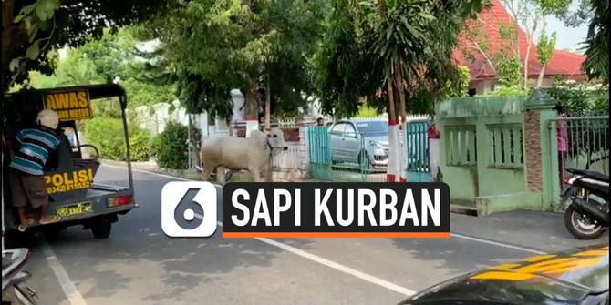 VIDEO: Sapi Kurban Mengamuk Menyerang Polisi dan Warga