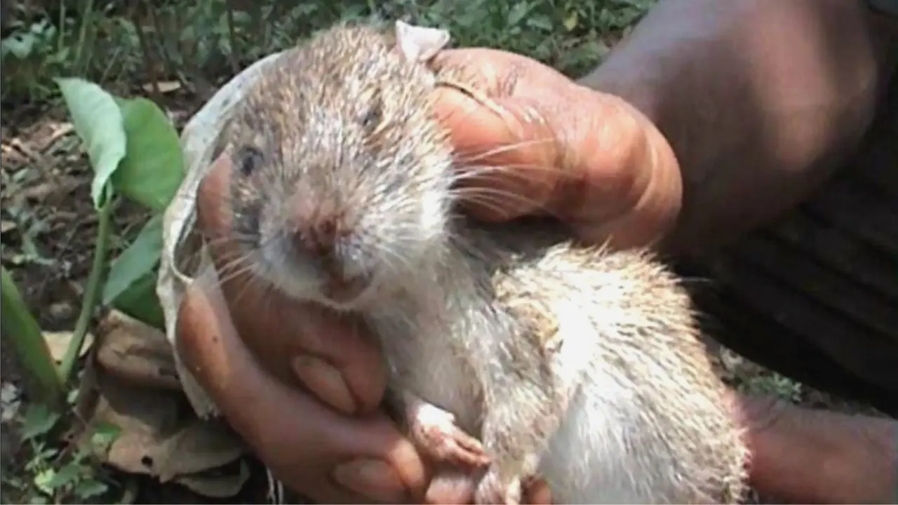 Tikus – hewan yang berpotensi menularkan Leptospirosis. (Foto: Liputan6.com/Muhamad Ridlo)