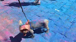 Seekor anjing penuh dengan bubuk warna-warni saat mengikuti Kyiv Color Run di Kiev, Ukraina, Minggu (10/6). The Color Run diluncurkan dan diselenggarakan pertama kali pada Januari 2012 di Amerika Serikat. (AFP PHOTO/Sergei SUPINSKY)