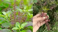 Cara Merebus Daun Tulsi untuk Kontrol Gula Darah hingga Cegah Penyebaran Kanker
