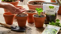8 Tips Tanam Sayur Cuciwis di Pot, Panen Melimpah dan Cocok untuk Pemula