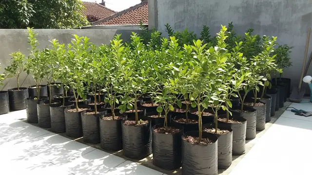 Ide Kebun Jeruk Nipis Ekonomis di Teras Rumah