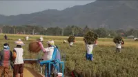 Sejumlah Petani sawah di Provinsi Gorontalo. (Foto: Arfandi/Ibrahim)