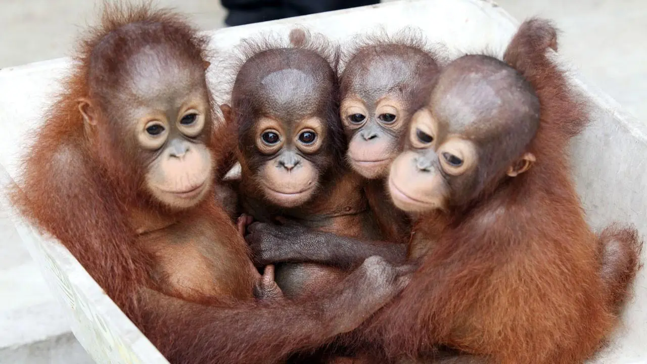 Tak Hanya Manusia, Orangutan Juga Sekolah Lho!