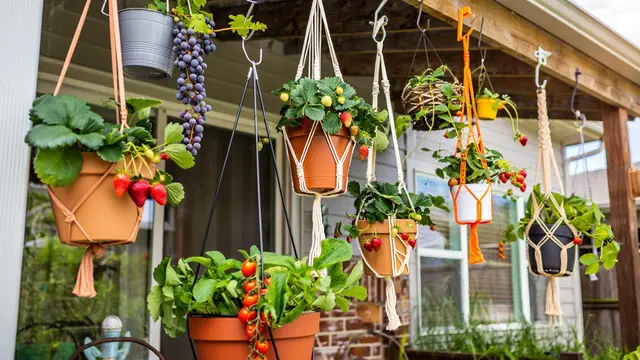 Inspirasi Kebun Buah di Tembok Belakang Rumah (Foto: Reve.com)