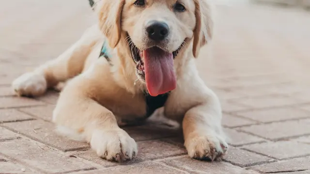 Dog (unsplash.com/Marissa Deck)