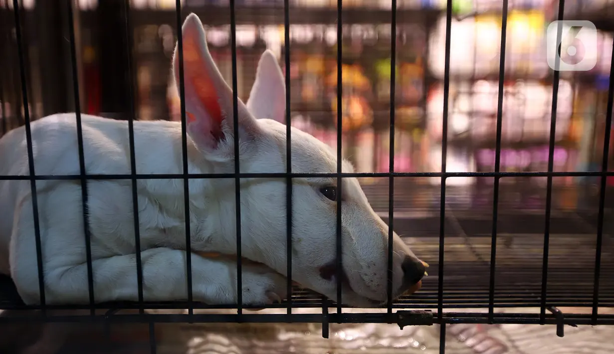 Seekor anjing terlihat dalam kandang di salah satu toko hewan peliharaan di Jakarta, Kamis (29/10/2020). Sejumlah toko hewan peliharaan sepi pelanggan akibat DKI Jakarta masih memberlakukan PSBB transisi untuk memutus penyebaran COVID-19. (merdeka.com/Imam Buhori)