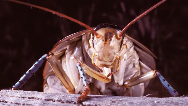 Kecoa (Ordo Blattodea)
