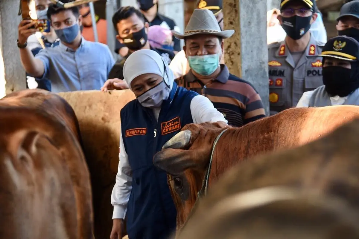 Khofifah mengecek persediaan sapi potong di Jatim. (Dian Kurniawan/Liputan6.com)