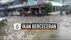 Akibat pengemui truk kurang berhati-hati ribuan ikan patin yang akan dibawa ke pasar tumpah di jalan Kota Singkawang. Ribuang ikan berceceran di jalan raya. Kejadian ini menghebohkan warga Kota Singkawang, dan membuat macet lalu lintas di Kota Singka...