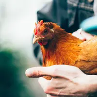 ilustrasi mimpi ayam/Sarah Halliday /unsplash