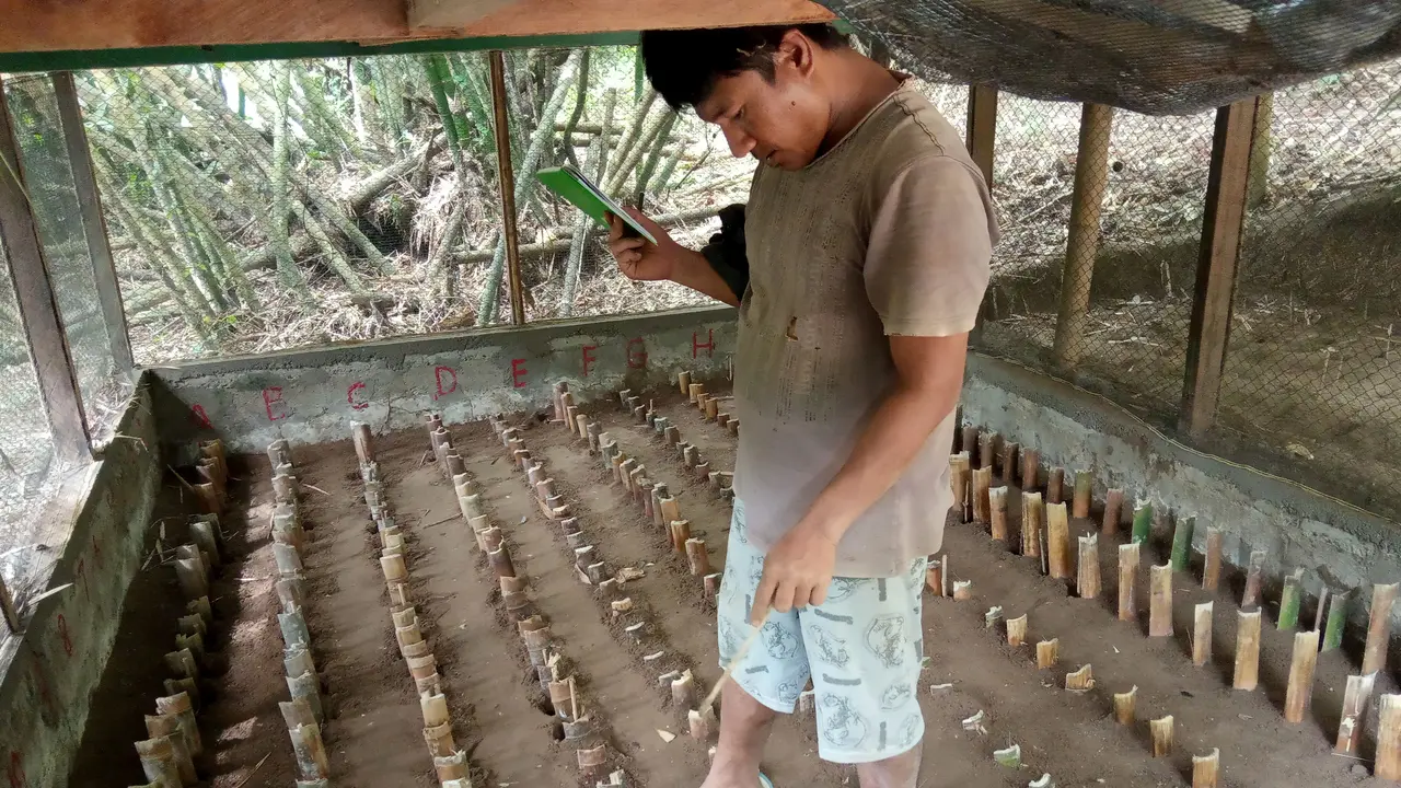 Burung Maleo