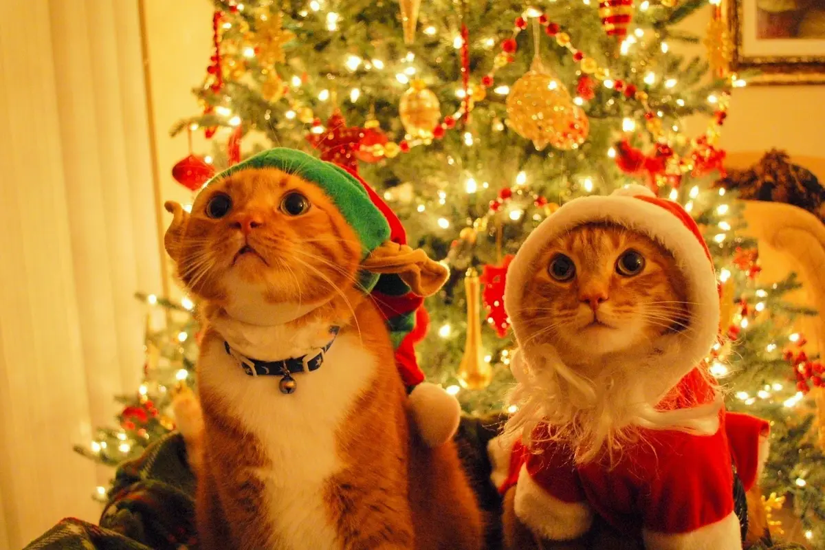 8 Potret Menggemaskan Para Binatang Saat Merayakan Natal  