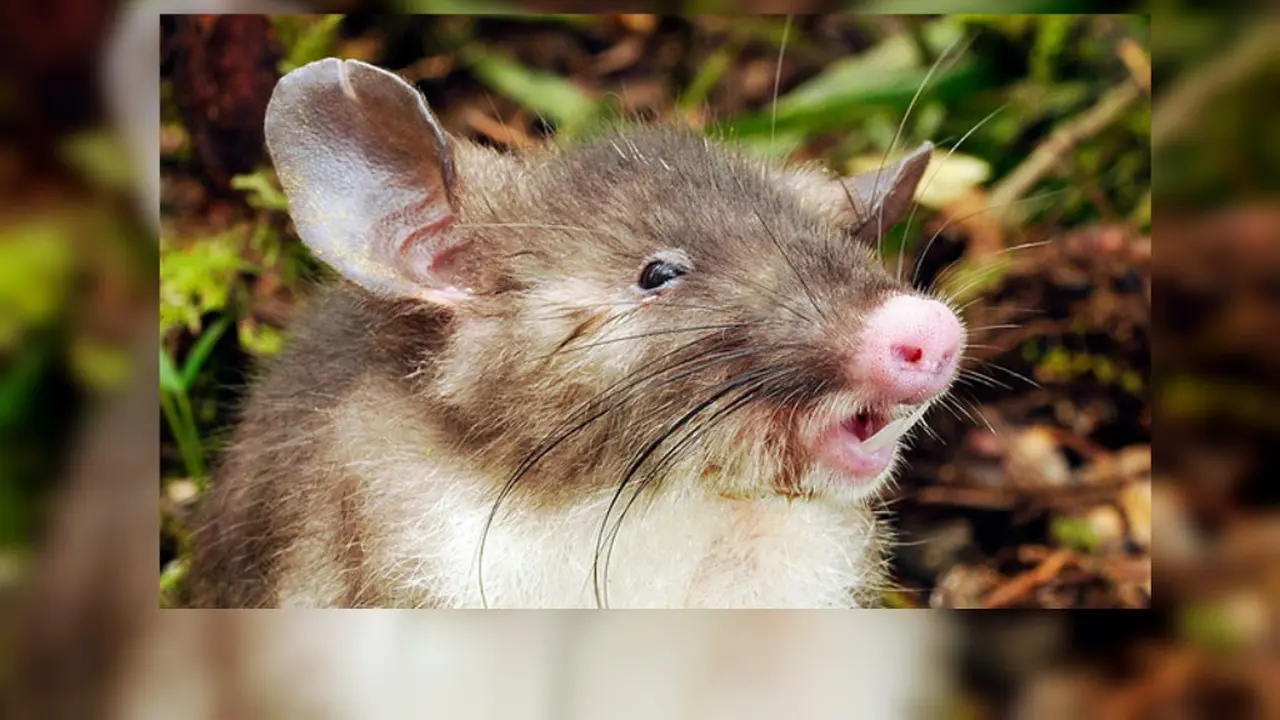 Spesies Baru Tikus Moncong Babi Ditemukan di Indonesia